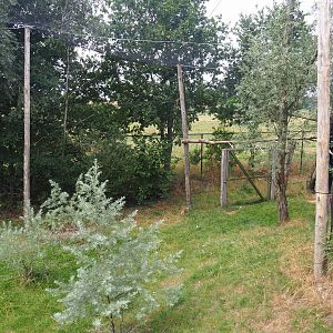 Kirk's dik-dik - Palm nut vulture - Hooded vulture - Grey crowned crane aviary, 2019-08-11