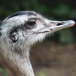 Greater rhea (Rhea americana), 2019-08-11