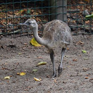Greater rhea chick (Rhea americana), 2019-08-11