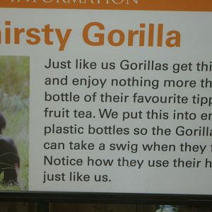 Thirsty Gorilla