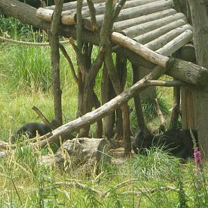 Western Lowland Gorillas