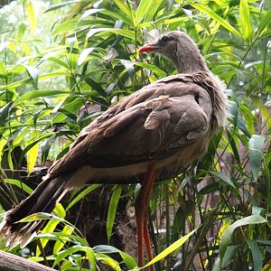Red-legged seriema (Cariama cristata), 2019-08-11