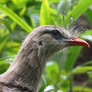 Red-legged seriema (Cariama cristata), 2019-08-11