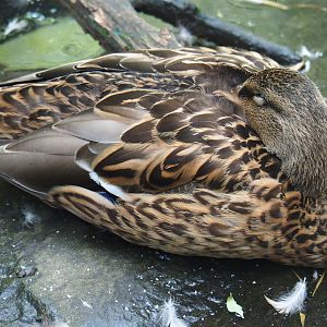 Resting wild female mallard (Anas platyrhynchos), 2019-08-11