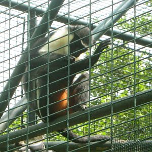 Diana Monkey