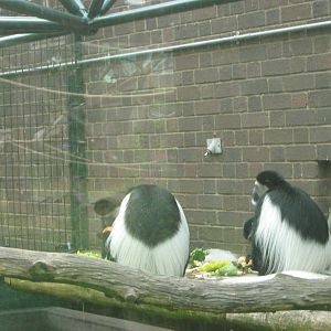 Colobus Monkeys