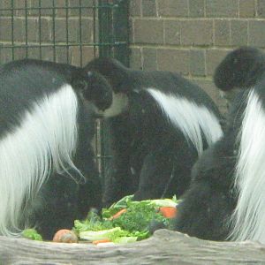 Colobus Monkeys