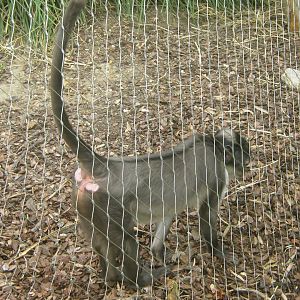 White-Naped Mangabey