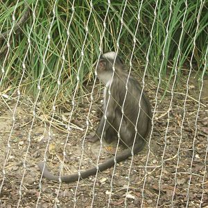 White-Naped Mangabey