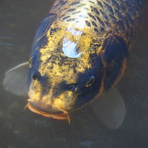 Koi (Cyprinus rubrofuscus), 2019-08-11