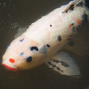 Koi (Cyprinus rubrofuscus), 2019-08-11