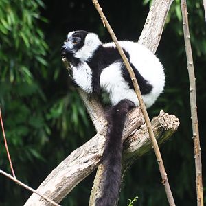 Black-and-white ruffed lemur (Varecia variegata variegata), 2019-08-11