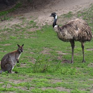 Red-necked wallaby (Macropus rufogriseus) and Emu (Dromaius novaehollandiae), 2019-08-11