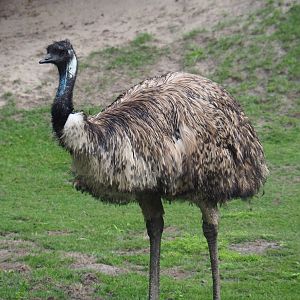 Emu (Dromaius novaehollandiae), 2019-08-11