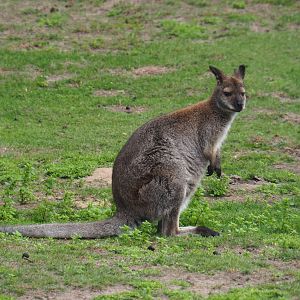 Red-necked wallaby (Macropus rufogriseus), 2019-08-11