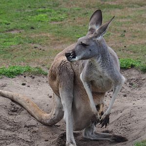 Female red kangaroo (Macropus rufus), 2019-08-11