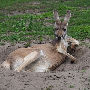 Female red kangaroo (Macropus rufus), 2019-08-11