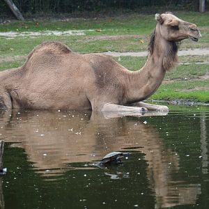 Dromedary camel in the pool (Camelus dromedarius), 2019-08-11
