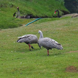 Cape Barren geese (Cereopsis novaehollandiae), 2019-08-11