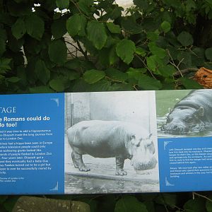 Obaysch The Hippo Sign