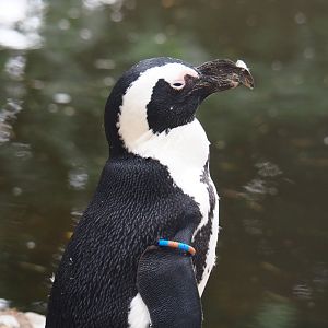 African black-footed penguin (Spheniscus demersus), 2019-08-11