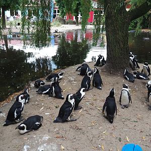 African black-footed penguin (Spheniscus demersus) colony, 2019-08-11
