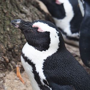 African black-footed penguin (Spheniscus demersus), 2019-08-11