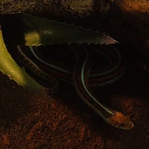 San Francisco garter snake (Thamnophis sirtalis tetrataenia), 2019-08-11