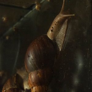 Giant African land snail (Achatina fulica), 2019-08-11
