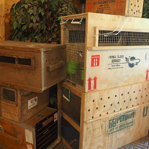Animal transport crates, 2019-08-11