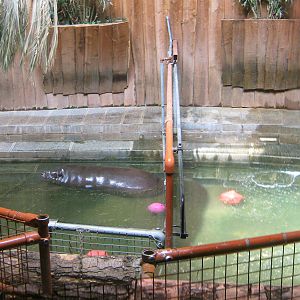Indoor Pygmy Hippo Exhibit