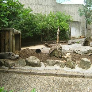 Bearded Pig Outdoor Exhibit