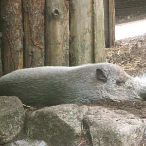 Sleeping Bearded Pig
