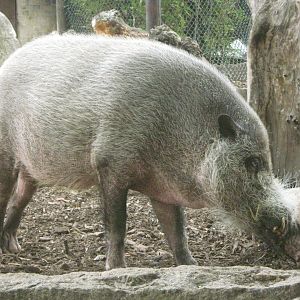 Bearded Pig