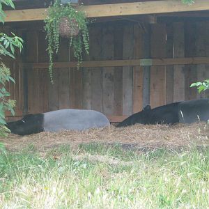 Sleeping Malayan Tapirs