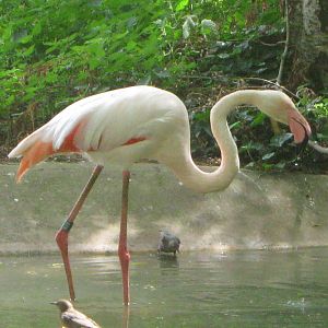 Greater Flamingo
