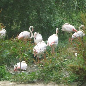Greater Flamingos