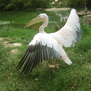 Great White Pelicans