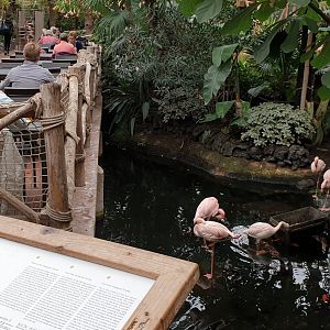 Having a break next to the Lesser flamingos