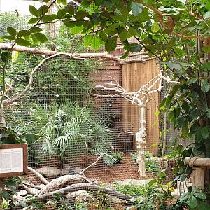 Aviary Silvery-cheeked hornbill