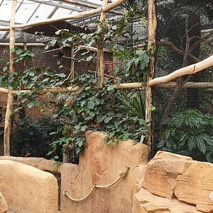 Aviary Rufous hornbill