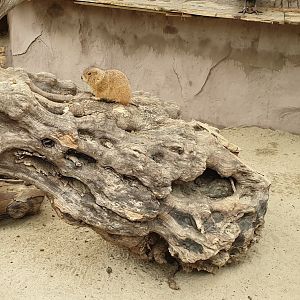 Black-tailed prairie-dog