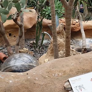 Enclosure Dwarf mongoose