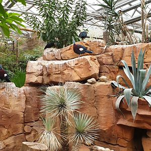 Free-ranging Crowned pigeons and Southern bald ibis in the Oasis