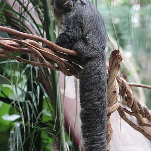 White-faced saki - female