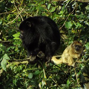 Howler Monkey and young