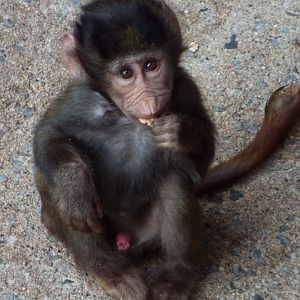 Young Hamadryas Baboon