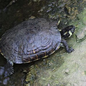 Yellow bellied slider in the Oasis