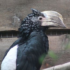 Silvery-cheeked hornbill