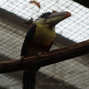 Curl-crested aracari